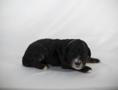 bernedoodle puppy