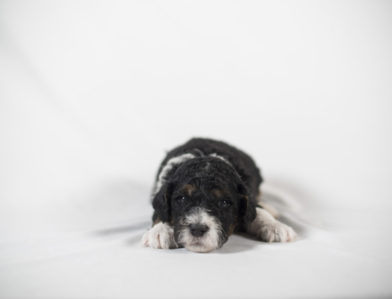 bernedoodle puppy