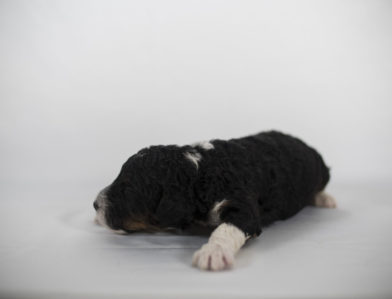 bernedoodle puppy