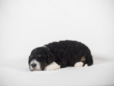 bernedoodle puppy