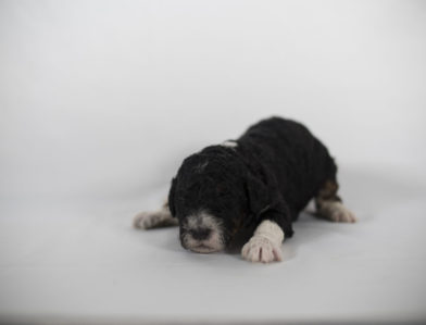 bernedoodle puppy