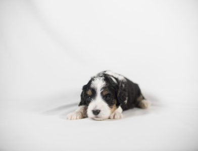 bernedoodle puppy