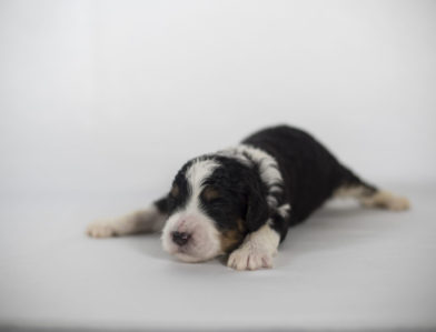 bernedoodle puppy