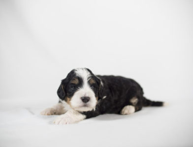 bernedoodle puppy