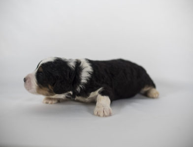 bernedoodle puppy