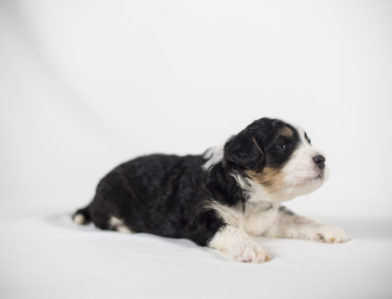 bernedoodle puppy