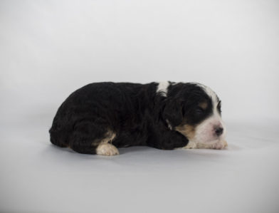 bernedoodle puppy