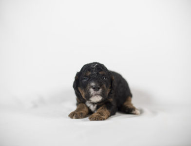 bernedoodle puppy