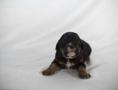 bernedoodle puppy