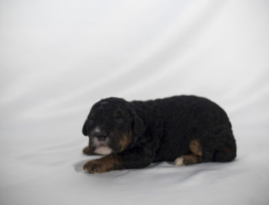 bernedoodle puppy