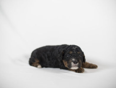 bernedoodle puppy