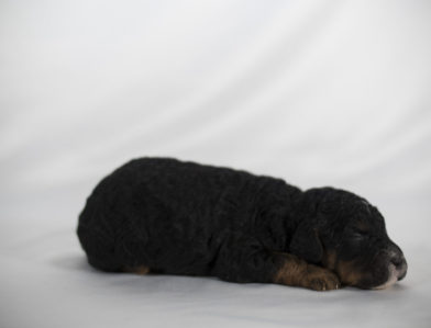 bernedoodle puppy