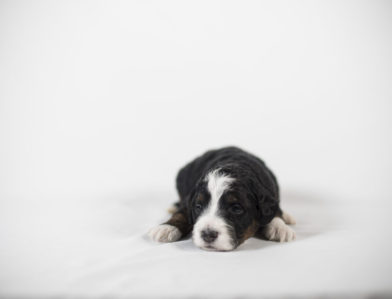 bernedoodle puppy