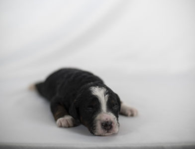 bernedoodle puppy