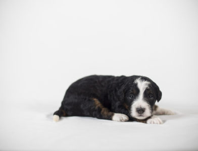 bernedoodle puppy