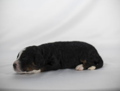 bernedoodle puppy