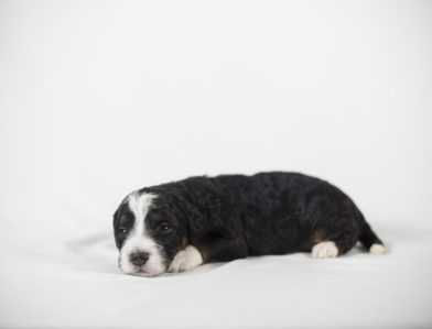 bernedoodle puppy