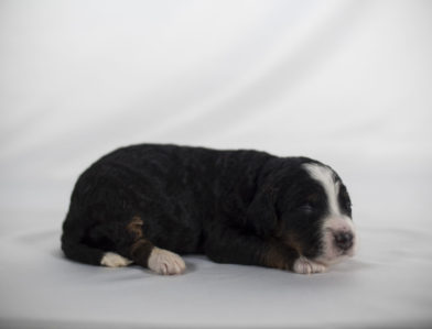 bernedoodle puppy