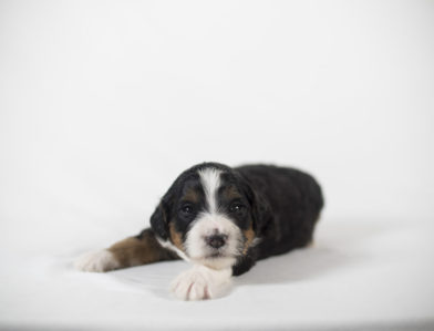 bernedoodle puppy