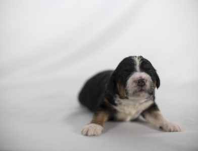 bernedoodle puppy