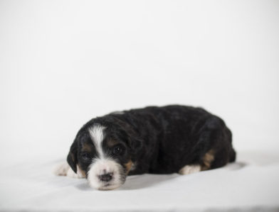 bernedoodle puppy