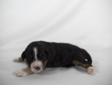 bernedoodle puppy