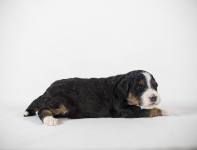 bernedoodle puppy