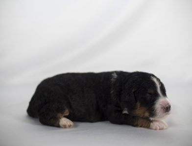 bernedoodle puppy