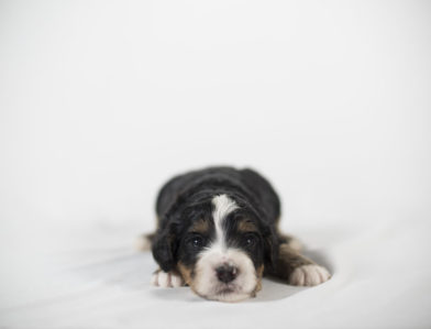 bernedoodle puppy