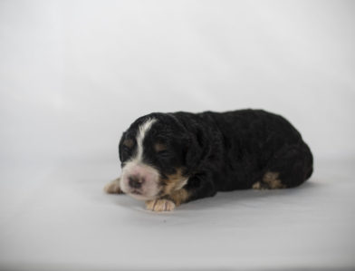 bernedoodle puppy