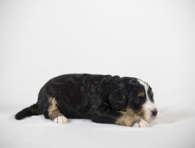 bernedoodle puppy