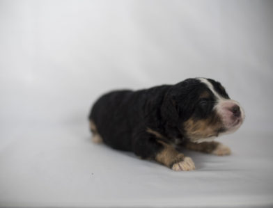 bernedoodle puppy