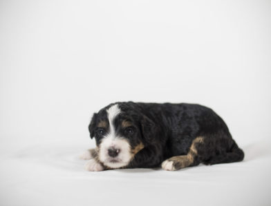 bernedoodle puppy