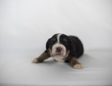 bernedoodle puppy