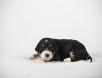 bernedoodle puppy