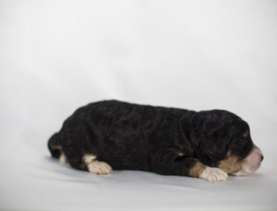 bernedoodle puppy