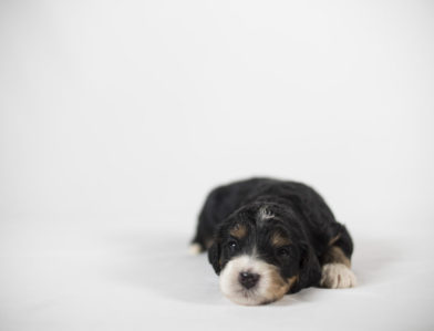 bernedoodle puppy