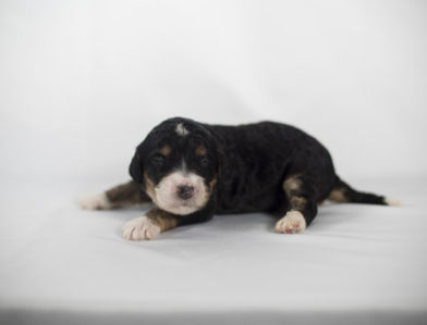 bernedoodle puppy