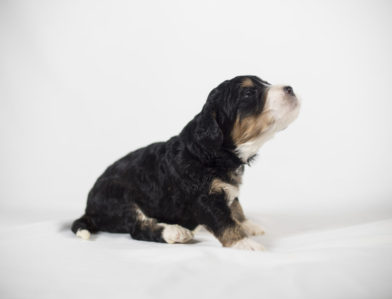 bernedoodle puppy