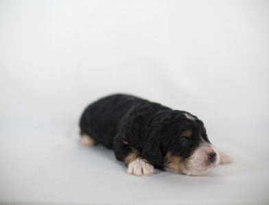 bernedoodle puppy