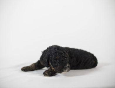 bernedoodle puppy