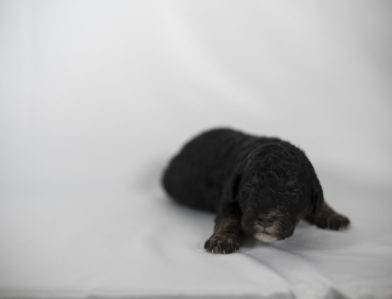 bernedoodle puppy