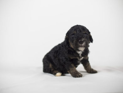 bernedoodle puppy