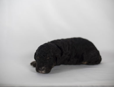 bernedoodle puppy