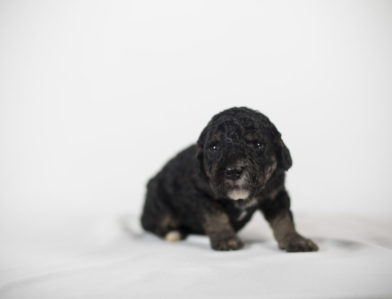 bernedoodle puppy