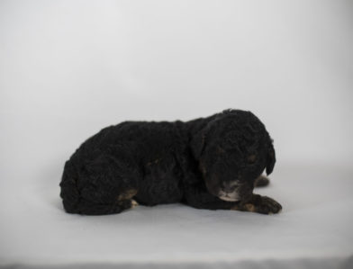 bernedoodle puppy