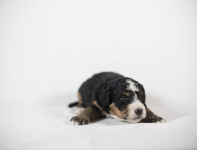 bernedoodle puppy