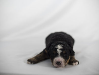 bernedoodle puppy