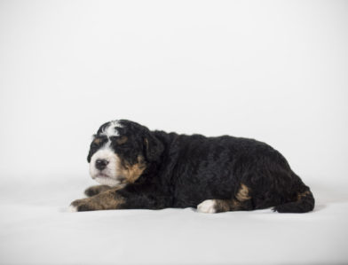 bernedoodle puppy