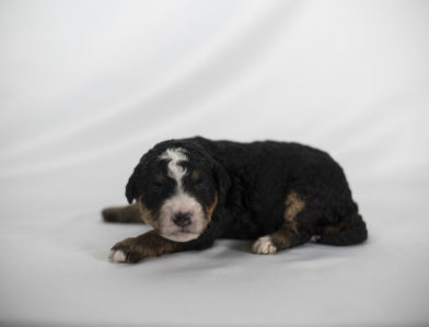 bernedoodle puppy